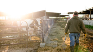 Man carries pitchfork outside of gated enclosure holding several black and white cows